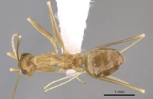 Anoplolepis gracilipes specimen CASENT0906442 image casent0906442_1