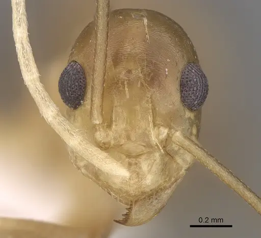 Anoplolepis gracilipes specimen CASENT0906442 image casent0906442_2