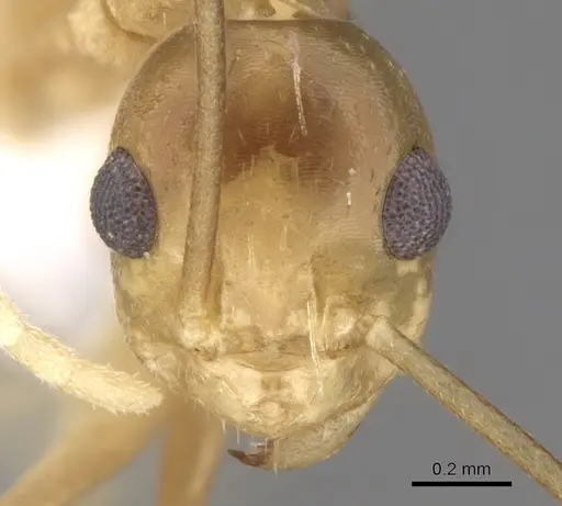 Anoplolepis gracilipes specimen CASENT0906442 image casent0906442_3