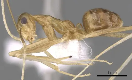 Anoplolepis gracilipes specimen CASENT0906442 image casent0906442_4