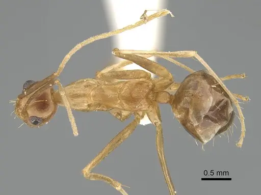 Anoplolepis gracilipes specimen CASENT0919867 image casent0919867_1