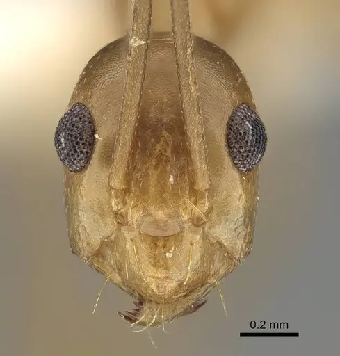 Anoplolepis gracilipes specimen CASENT0919867 image casent0919867_2