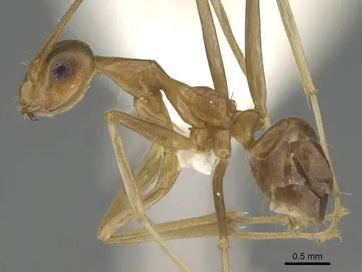 Anoplolepis gracilipes specimen CASENT0919867 image casent0919867_3