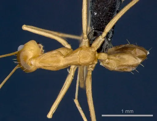 Anoplolepis gracilipes specimen CSIRONC0202 image csironc0202_1