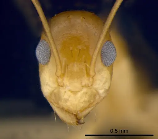 Anoplolepis gracilipes specimen CSIRONC0202 image csironc0202_2