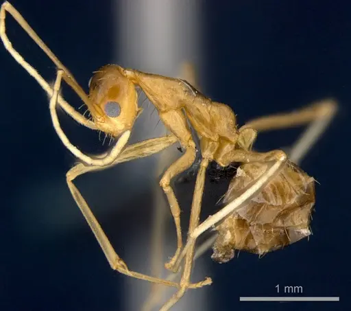 Anoplolepis gracilipes specimen CSIRONC0202 image csironc0202_3