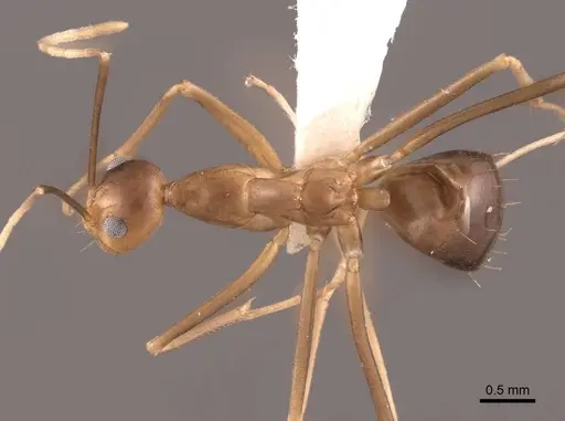 Anoplolepis gracilipes specimen FMNHINS0000065367 image fmnhins0000065367_1