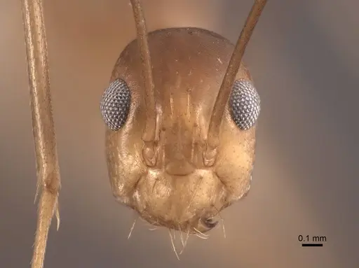 Anoplolepis gracilipes specimen FMNHINS0000065367 image fmnhins0000065367_2