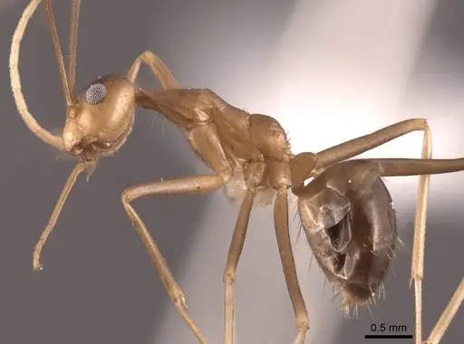 Anoplolepis gracilipes specimen FMNHINS0000065367 image fmnhins0000065367_3