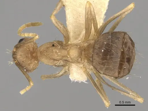 Anoplolepis kohli specimen CASENT0249635 image casent0249635_1