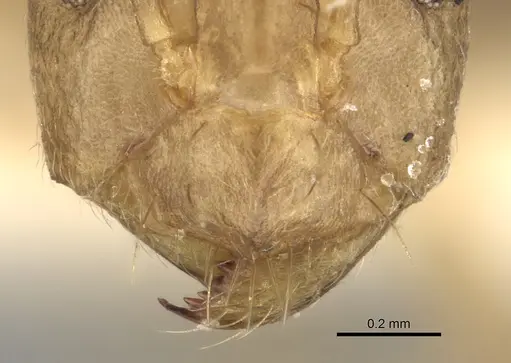 Anoplolepis kohli specimen CASENT0249635 image casent0249635_3
