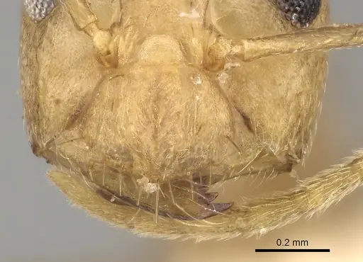 Anoplolepis kohli specimen CASENT0281112 image casent0281112_3
