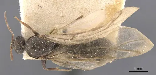 Anoplolepis kohli specimen CASENT0907122 image casent0907122_1