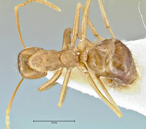 Anoplolepis kohli specimen FOCOL2713 image focol2713_1