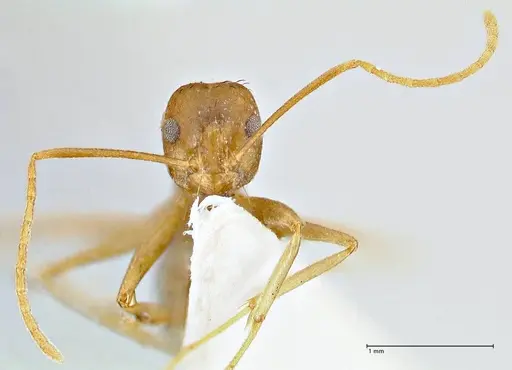 Anoplolepis kohli specimen FOCOL2713 image focol2713_2