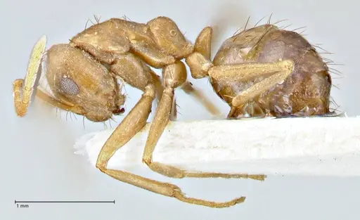 Anoplolepis kohli specimen FOCOL2713 image focol2713_3