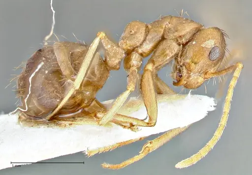 Anoplolepis kohli specimen FOCOL2713 image focol2713_4