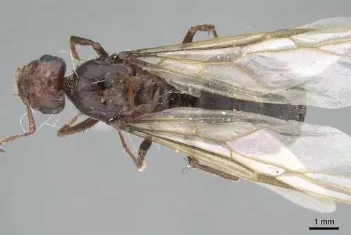Anoplolepis nuptialis specimen CASENT0906281 image casent0906281_1