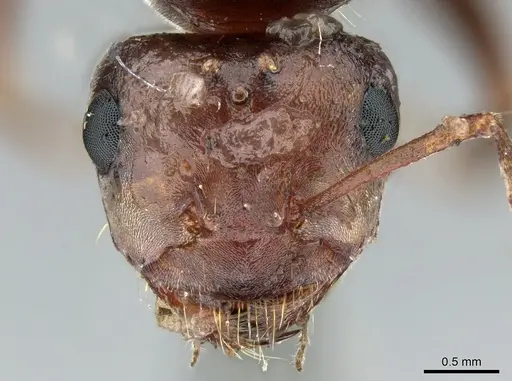 Anoplolepis nuptialis specimen CASENT0906281 image casent0906281_2