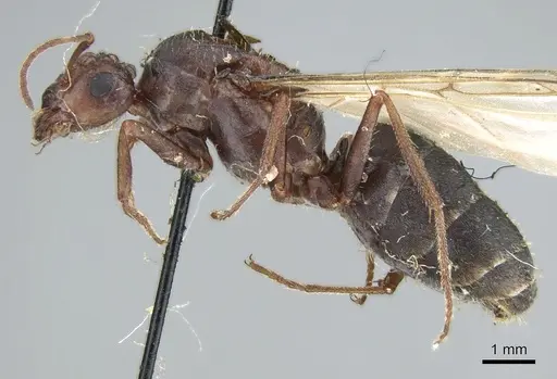 Anoplolepis nuptialis specimen CASENT0906281 image casent0906281_3