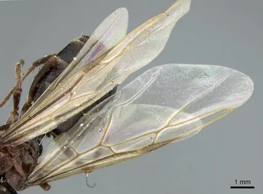 Anoplolepis nuptialis specimen CASENT0906281 image casent0906281_4