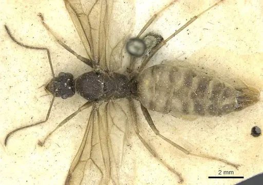 Anoplolepis nuptialis specimen CASENT0912361 image casent0912361_1