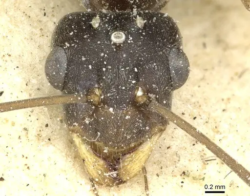 Anoplolepis nuptialis specimen CASENT0912361 image casent0912361_2