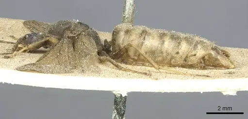 Anoplolepis nuptialis specimen CASENT0912361 image casent0912361_3