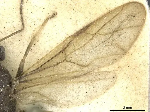 Anoplolepis nuptialis specimen CASENT0912361 image casent0912361_4