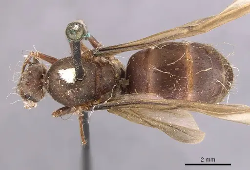 Anoplolepis opaciventris specimen CASENT0905136 image casent0905136_1