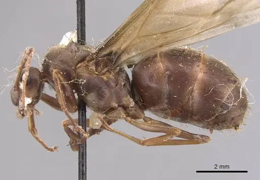 Anoplolepis opaciventris specimen CASENT0905136 image casent0905136_3