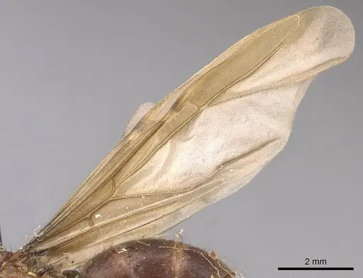 Anoplolepis opaciventris specimen CASENT0905136 image casent0905136_4