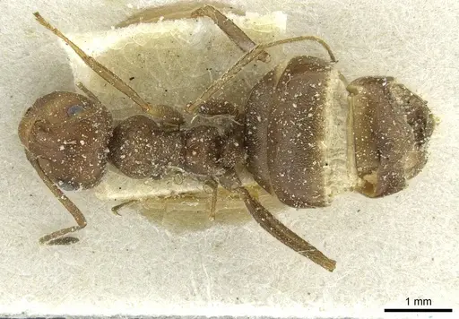 Anoplolepis rufescens specimen CASENT0912362 image casent0912362_1