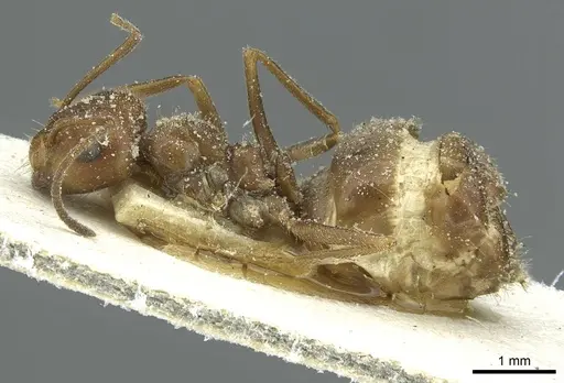 Anoplolepis rufescens specimen CASENT0912362 image casent0912362_3