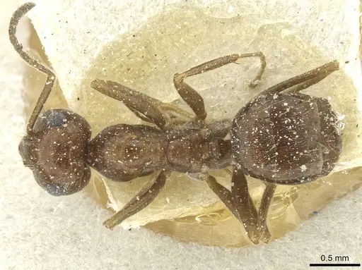Anoplolepis rufescens specimen CASENT0912363 image casent0912363_1