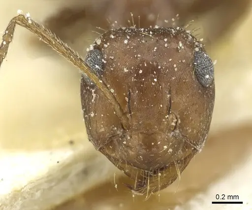 Anoplolepis rufescens specimen CASENT0912363 image casent0912363_2