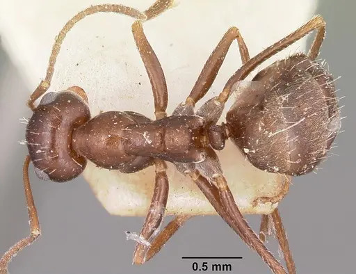 Anoplolepis steingroeveri specimen CASENT0101803 image casent0101803_1