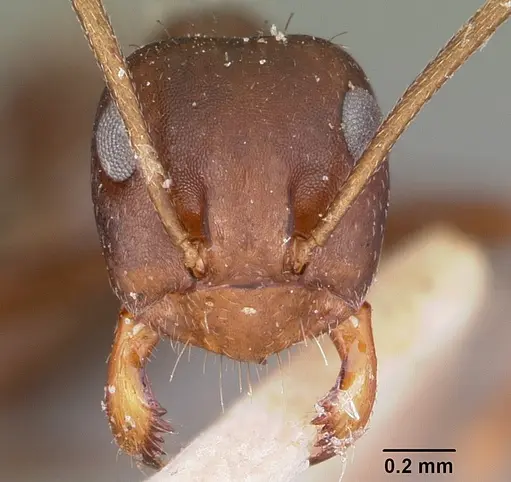 Anoplolepis steingroeveri specimen CASENT0101803 image casent0101803_2