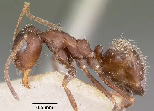 Anoplolepis steingroeveri specimen CASENT0101803 image casent0101803_3