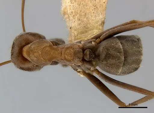 Anoplolepis steingroeveri specimen CASENT0217598 image casent0217598_1