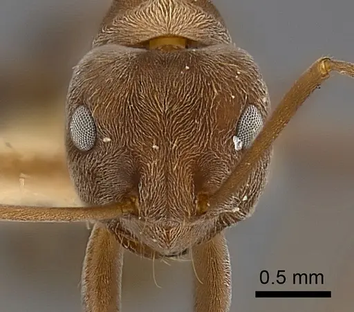 Anoplolepis steingroeveri specimen CASENT0217598 image casent0217598_2