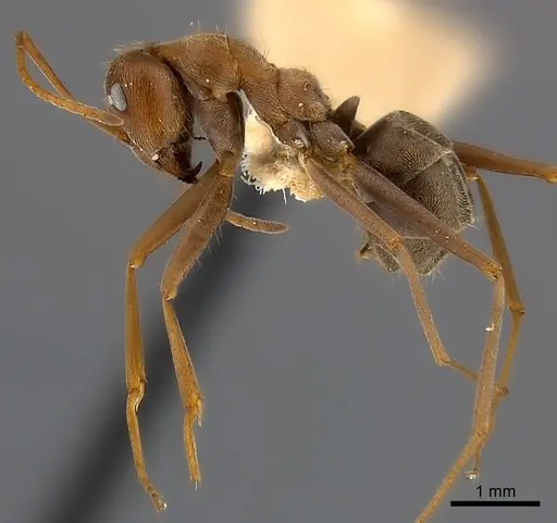 Anoplolepis steingroeveri specimen CASENT0217598 image casent0217598_3