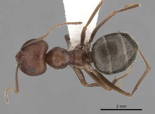 Anoplolepis steingroeveri specimen CASENT0249927 image casent0249927_1