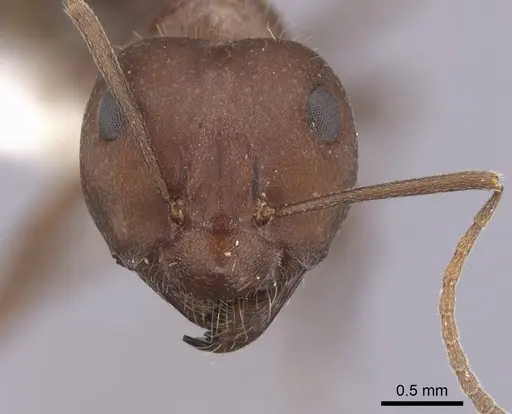Anoplolepis steingroeveri specimen CASENT0249927 image casent0249927_2