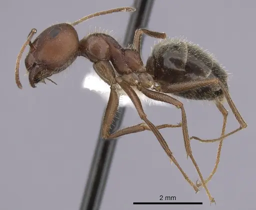 Anoplolepis steingroeveri specimen CASENT0249927 image casent0249927_3