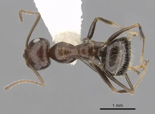 Anoplolepis steingroeveri specimen CASENT0249928 image casent0249928_1