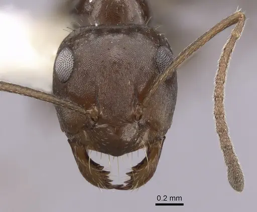 Anoplolepis steingroeveri specimen CASENT0249928 image casent0249928_2