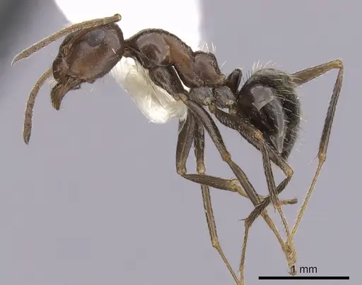 Anoplolepis steingroeveri specimen CASENT0249928 image casent0249928_3