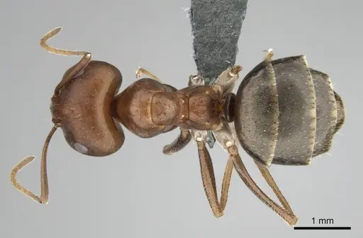 Anoplolepis steingroeveri specimen CASENT0257359 image casent0257359_1