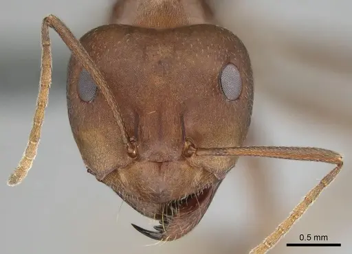 Anoplolepis steingroeveri specimen CASENT0257359 image casent0257359_2